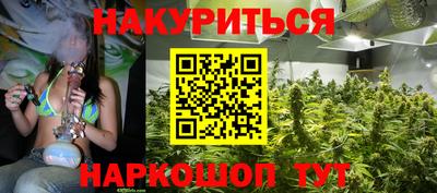 индика Кингисепп